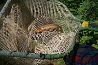 fish in net