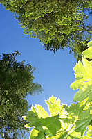 canopy and sky