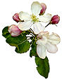 Pine Orchard apple blossom