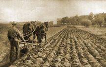 plowing field with horses